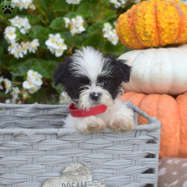 Tucker, Shih Tzu Puppy