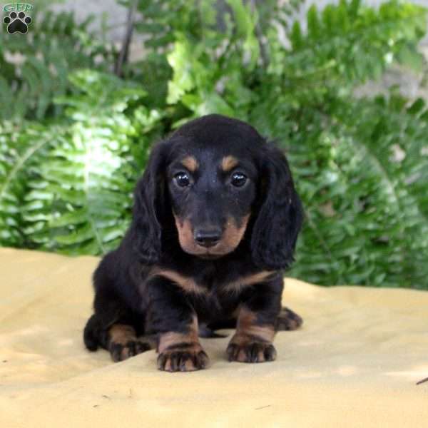 Tucker, Dachshund Puppy