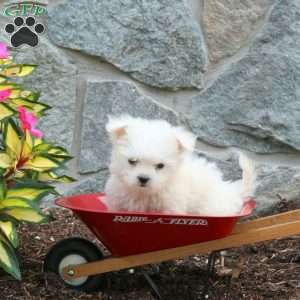 Tucker, Maltese Puppy