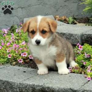 Tucker, Pembroke Welsh Corgi Puppy