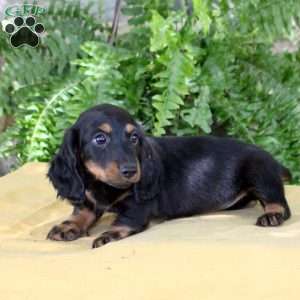 Tucker, Dachshund Puppy