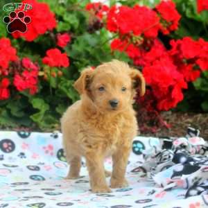 Tucker, Mini Goldendoodle Puppy