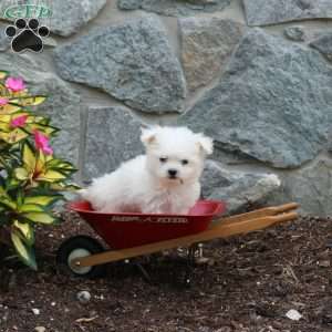 Tucker, Maltese Puppy