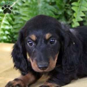 Tucker, Dachshund Puppy