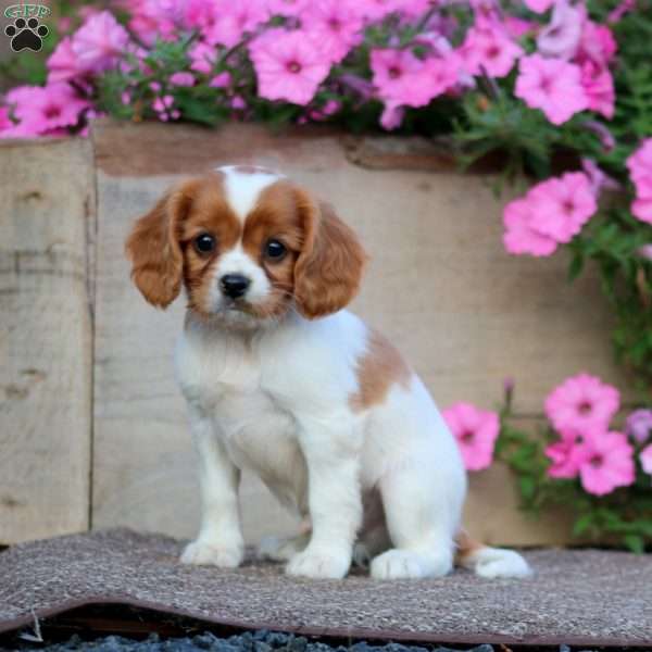 Tucker, Cavapoo Puppy