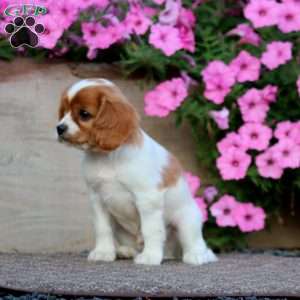 Tucker, Cavapoo Puppy