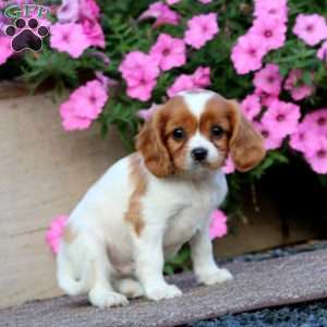 Tucker, Cavapoo Puppy