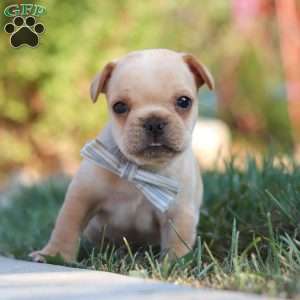 Tucker, French Bulldog Puppy