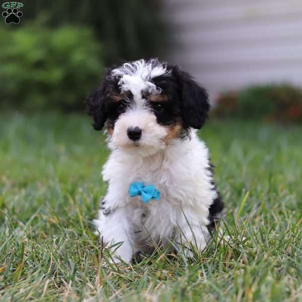 Tucker, Cavapoo Puppy