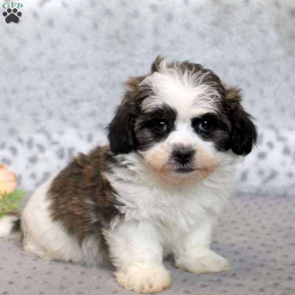 Tuffy, Teddy Bear Puppy