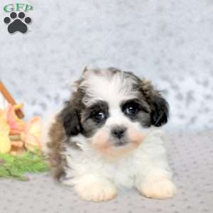 Tuffy, Teddy Bear Puppy