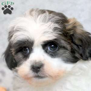 Tuffy, Teddy Bear Puppy