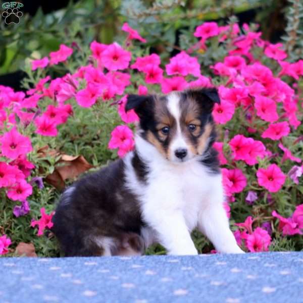 Tuffy, Sheltie Puppy