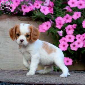 Tuffy, Cavapoo Puppy