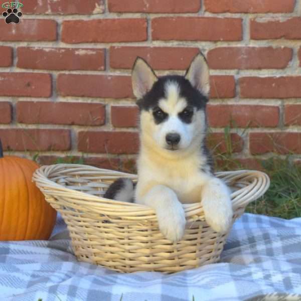 Tundra, Siberian Husky Puppy