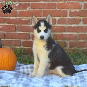 Tundra, Siberian Husky Puppy