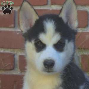 Tundra, Siberian Husky Puppy