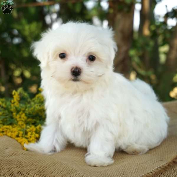 Turbo, Maltese Puppy