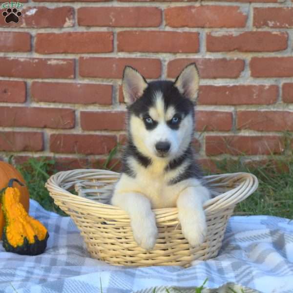 Twiggy, Siberian Husky Puppy