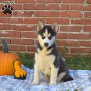 Twiggy, Siberian Husky Puppy