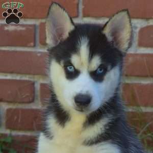 Twiggy, Siberian Husky Puppy