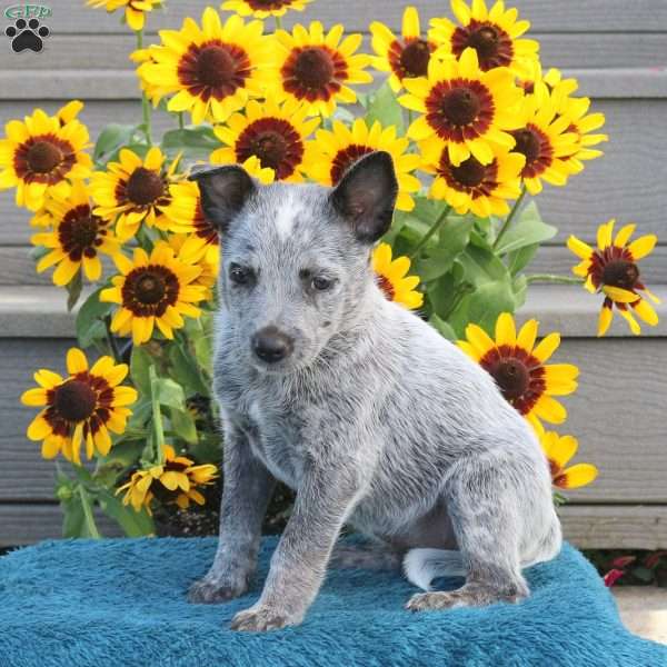 Twila, Blue Heeler – Australian Cattle Dog Puppy