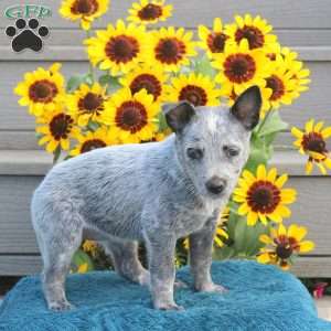 Twila, Blue Heeler – Australian Cattle Dog Puppy