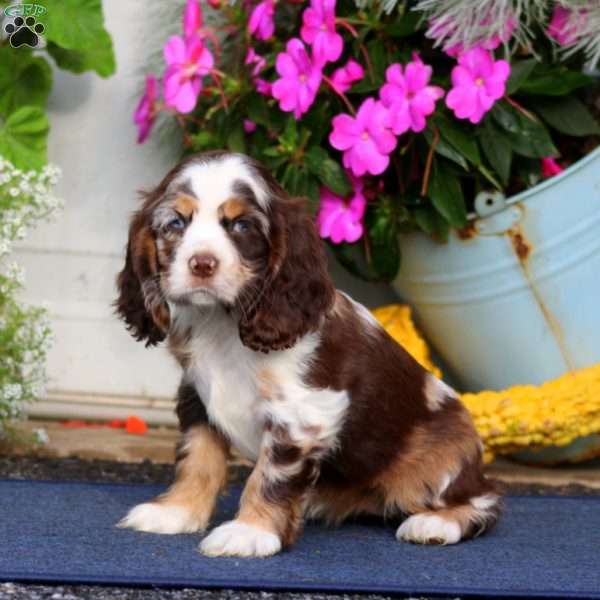 Twila, Cocker Spaniel Puppy