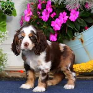 Twila, Cocker Spaniel Puppy