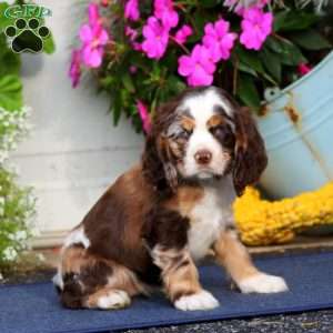 Twila, Cocker Spaniel Puppy