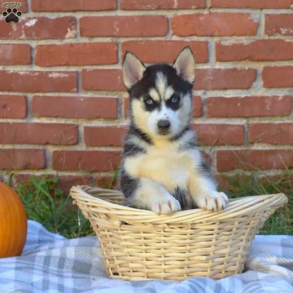 Twilight, Siberian Husky Puppy