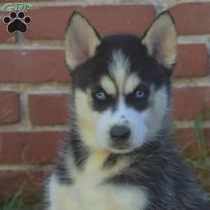 Twilight, Siberian Husky Puppy
