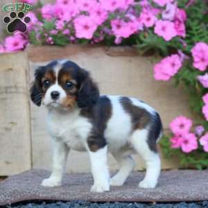 Twilight, Cavapoo Puppy