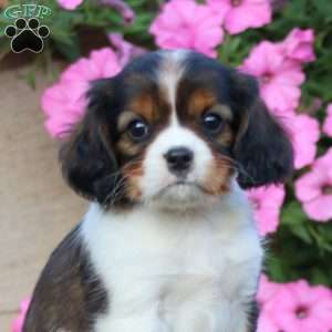 Twilight, Cavapoo Puppy