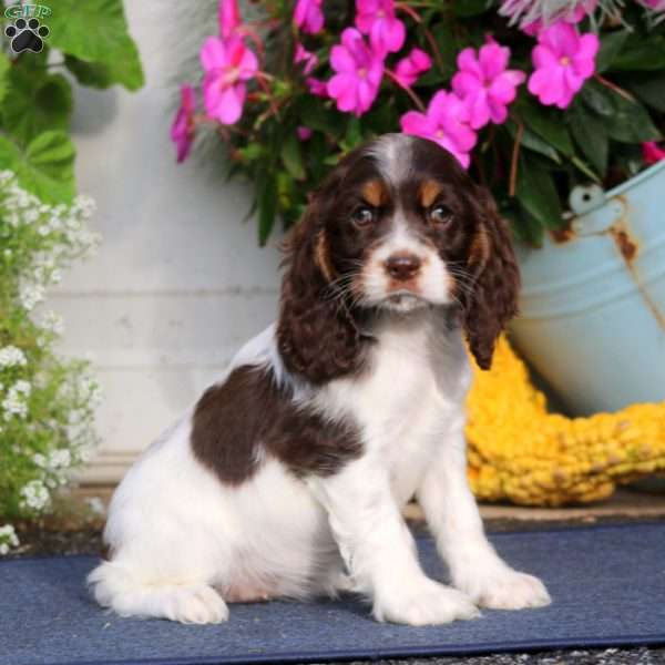 Twinkle, Cocker Spaniel Puppy