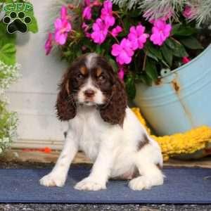 Twinkle, Cocker Spaniel Puppy