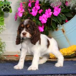 Twinkle, Cocker Spaniel Puppy