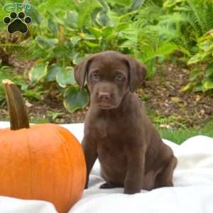 Twix, Chocolate Labrador Retriever Puppy