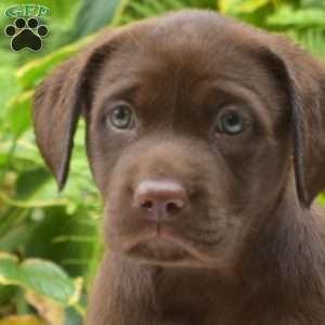 Twix, Chocolate Labrador Retriever Puppy
