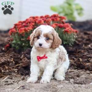 Tyler, Cavapoo Puppy