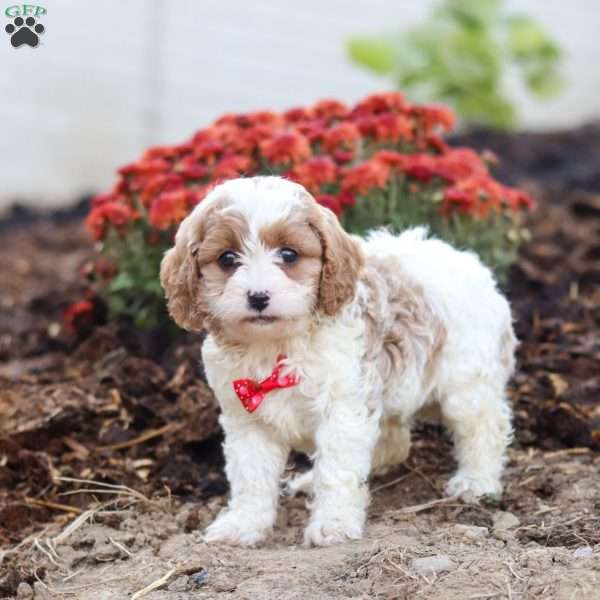 Tyler, Cavapoo Puppy