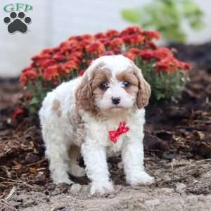 Tyler, Cavapoo Puppy