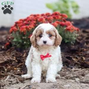 Tyler, Cavapoo Puppy