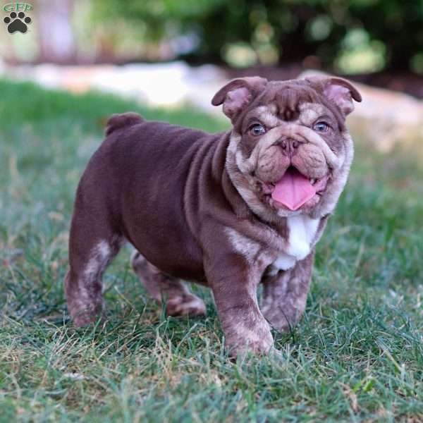 Tyler, English Bulldog Puppy