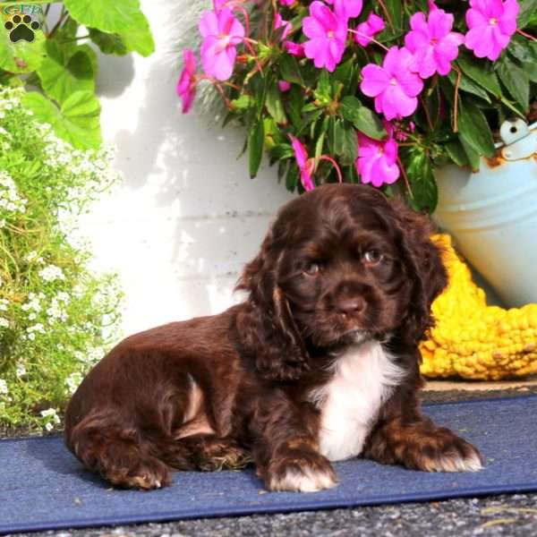 Tyler, Cocker Spaniel Puppy
