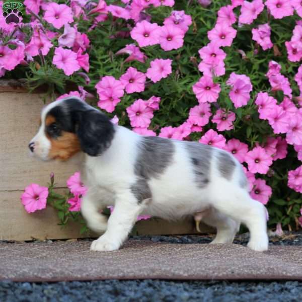 Tyler, Cavapoo Puppy