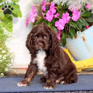 Tyler, Cocker Spaniel Puppy