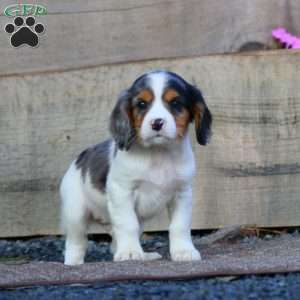 Tyler, Cavapoo Puppy