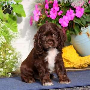 Tyler, Cocker Spaniel Puppy