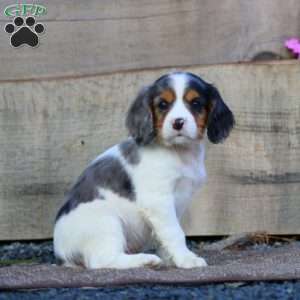 Tyler, Cavapoo Puppy